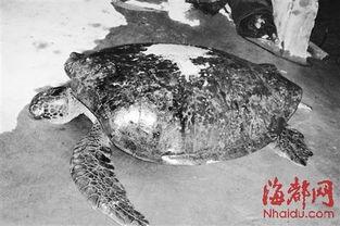 大海龟 丝袜,探寻神秘海洋生物的时尚传奇