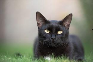 哪里能免费观看黑猫,探索视觉艺术新境界
