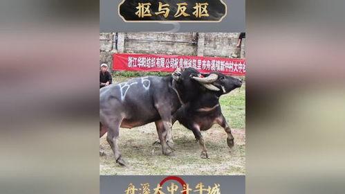 P斗牛视频,揭秘斗牛技巧与激情瞬间