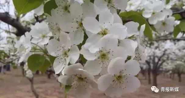 日本梨花贵嘛,日本古典文学中的神秘女子